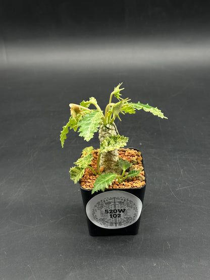 Dorstenia Horwoodii x Foetida Variegated (520W102)