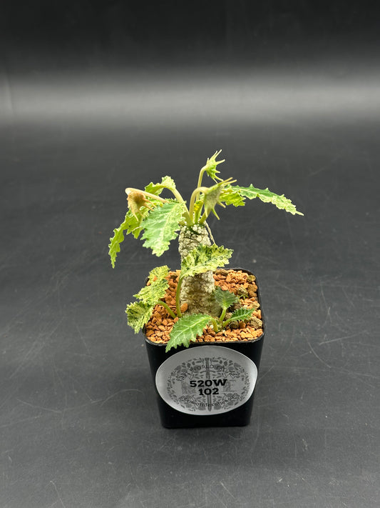 Dorstenia Horwoodii x Foetida Variegated (520W102)
