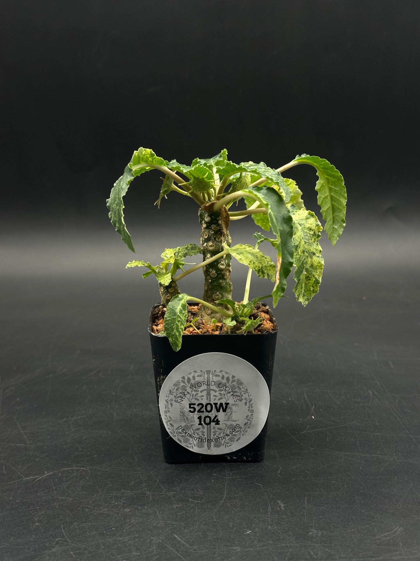 Dorstenia Horwoodii x Foetida Variegated (520W104)