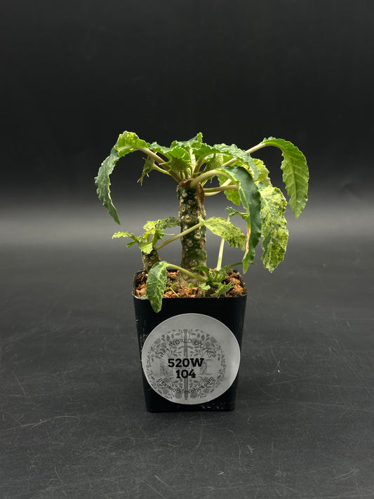 Dorstenia Horwoodii x Foetida Variegated (520W104)