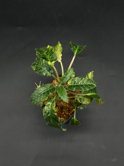 Dorstenia Horwoodii x Foetida Variegated (520W104)
