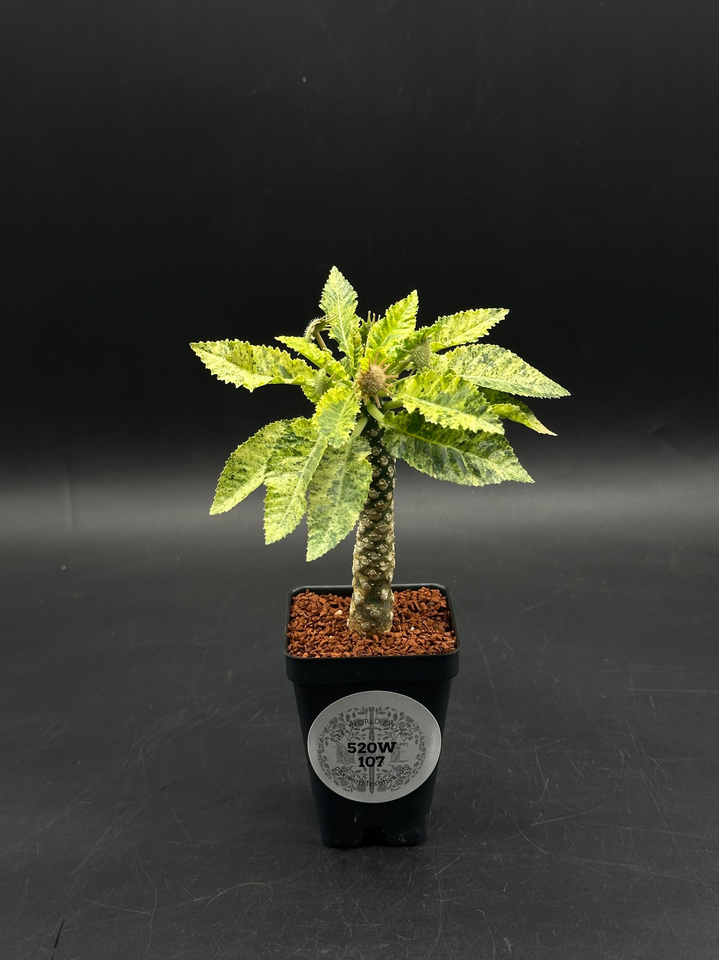 Dorstenia Horwoodii x Foetida Variegated (520W107)