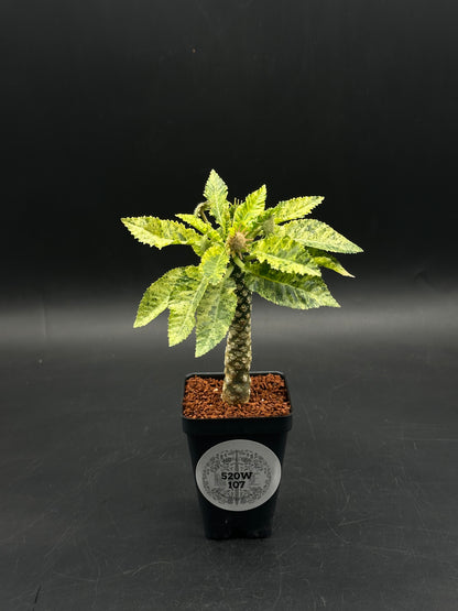 Dorstenia Horwoodii x Foetida Variegated (520W107)