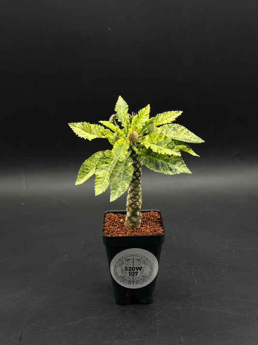 Dorstenia Horwoodii x Foetida Variegated (520W107)