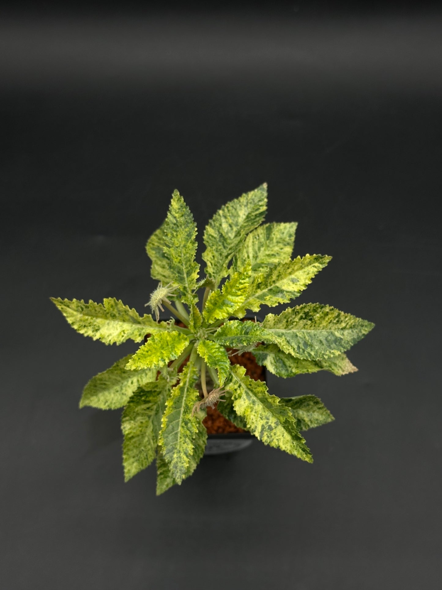 Dorstenia Horwoodii x Foetida Variegated (520W107)