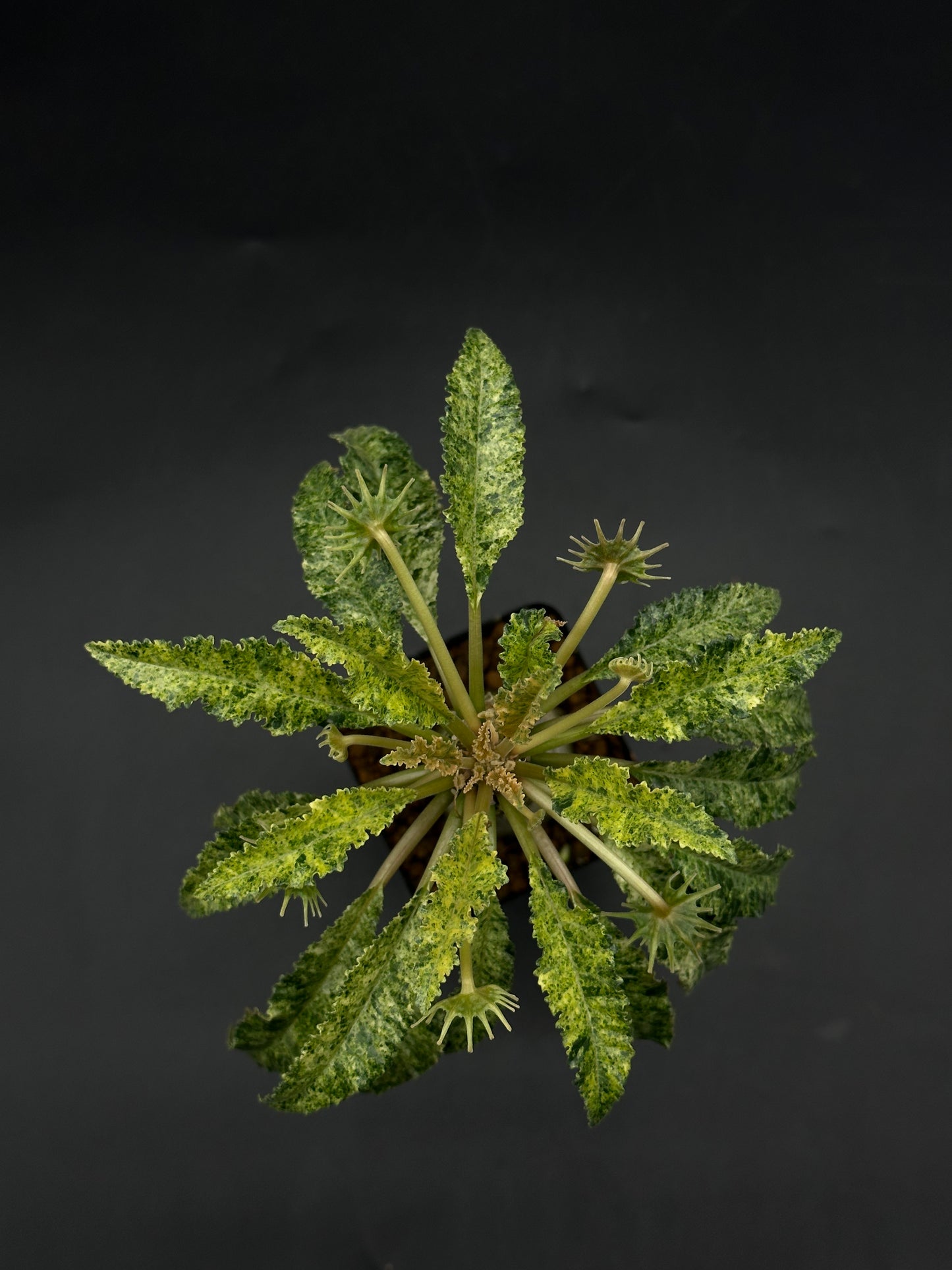 Dorstenia Horwoodii x Foetida Variegated (520W109)