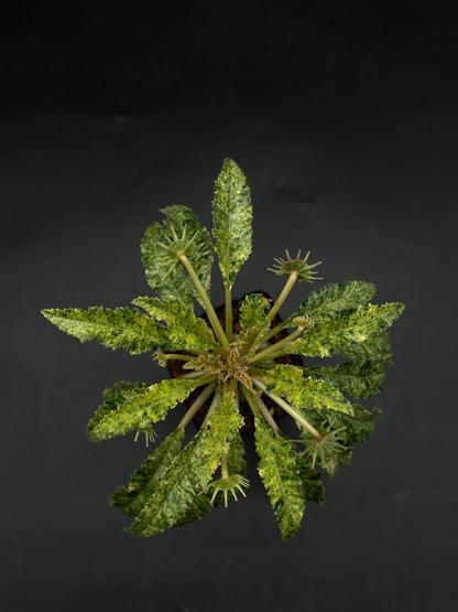 Dorstenia Horwoodii x Foetida Variegated (520W109)