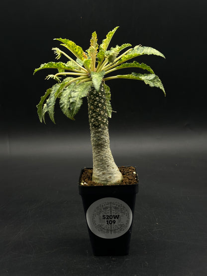 Dorstenia Horwoodii x Foetida Variegated (520W109)