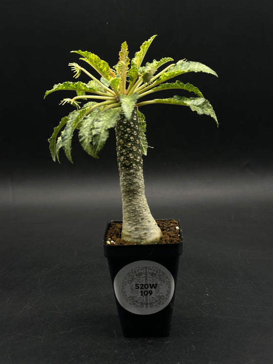 Dorstenia Horwoodii x Foetida Variegated (520W109)