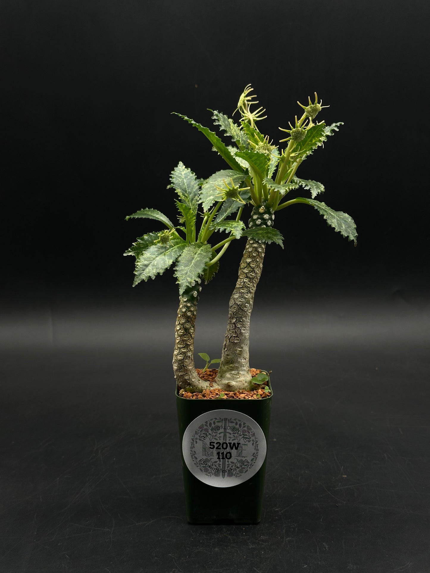 Dorstenia Horwoodii x Foetida Variegated (520W110)