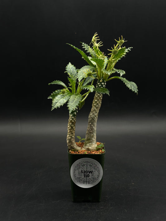 Dorstenia Horwoodii x Foetida Variegated (520W110)