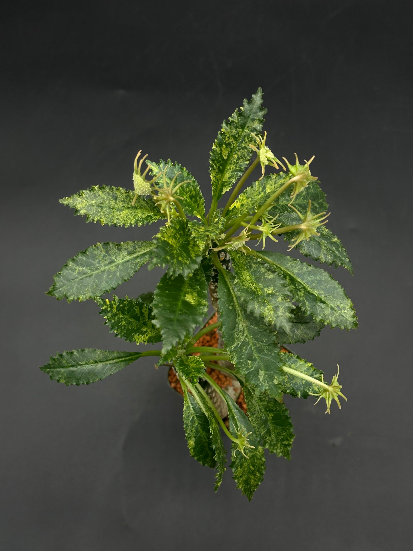 Dorstenia Horwoodii x Foetida Variegated (520W110)
