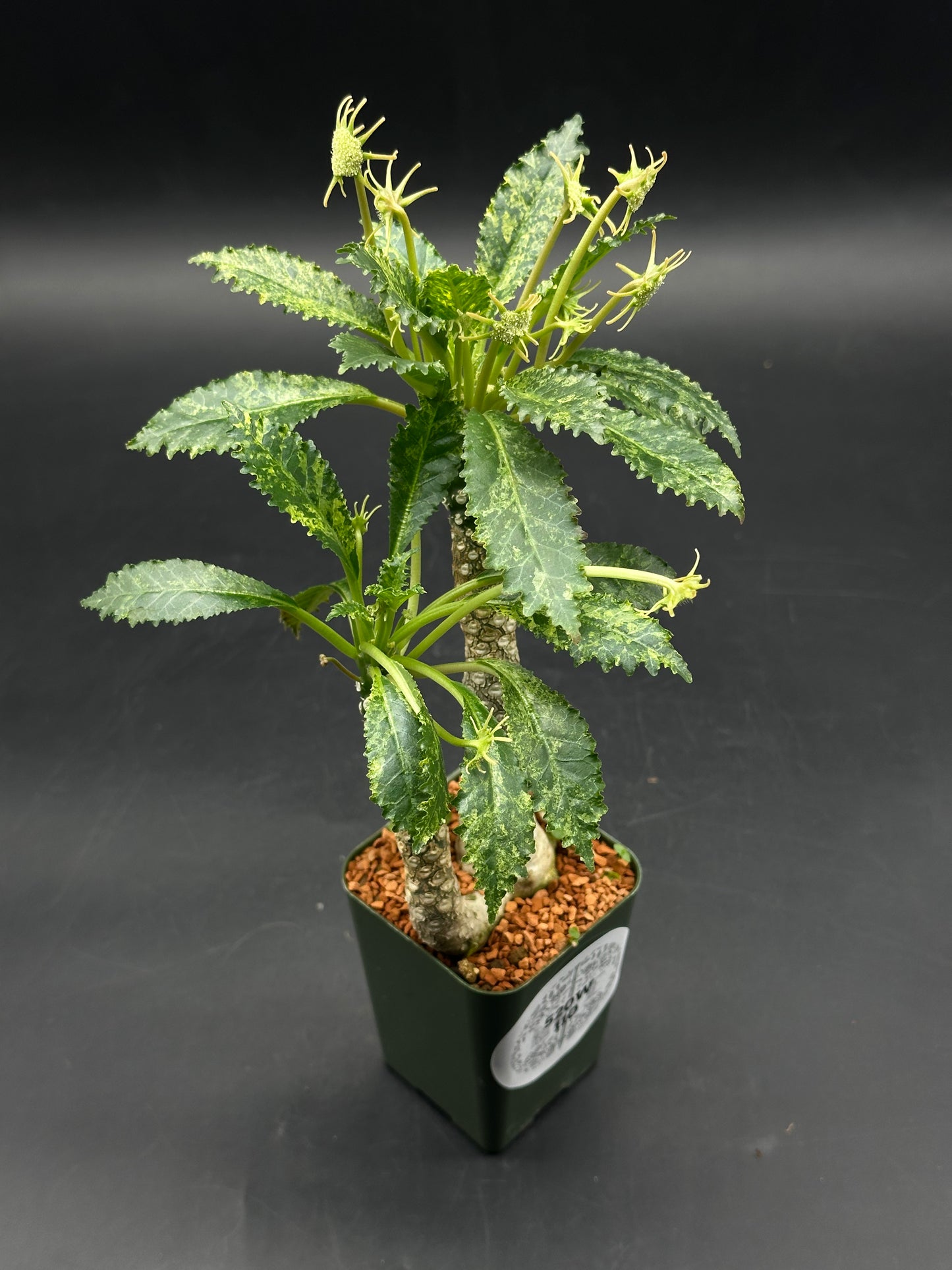 Dorstenia Horwoodii x Foetida Variegated (520W110)