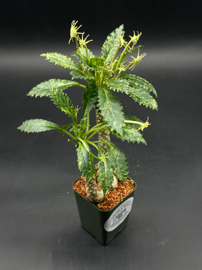 Dorstenia Horwoodii x Foetida Variegated (520W110)