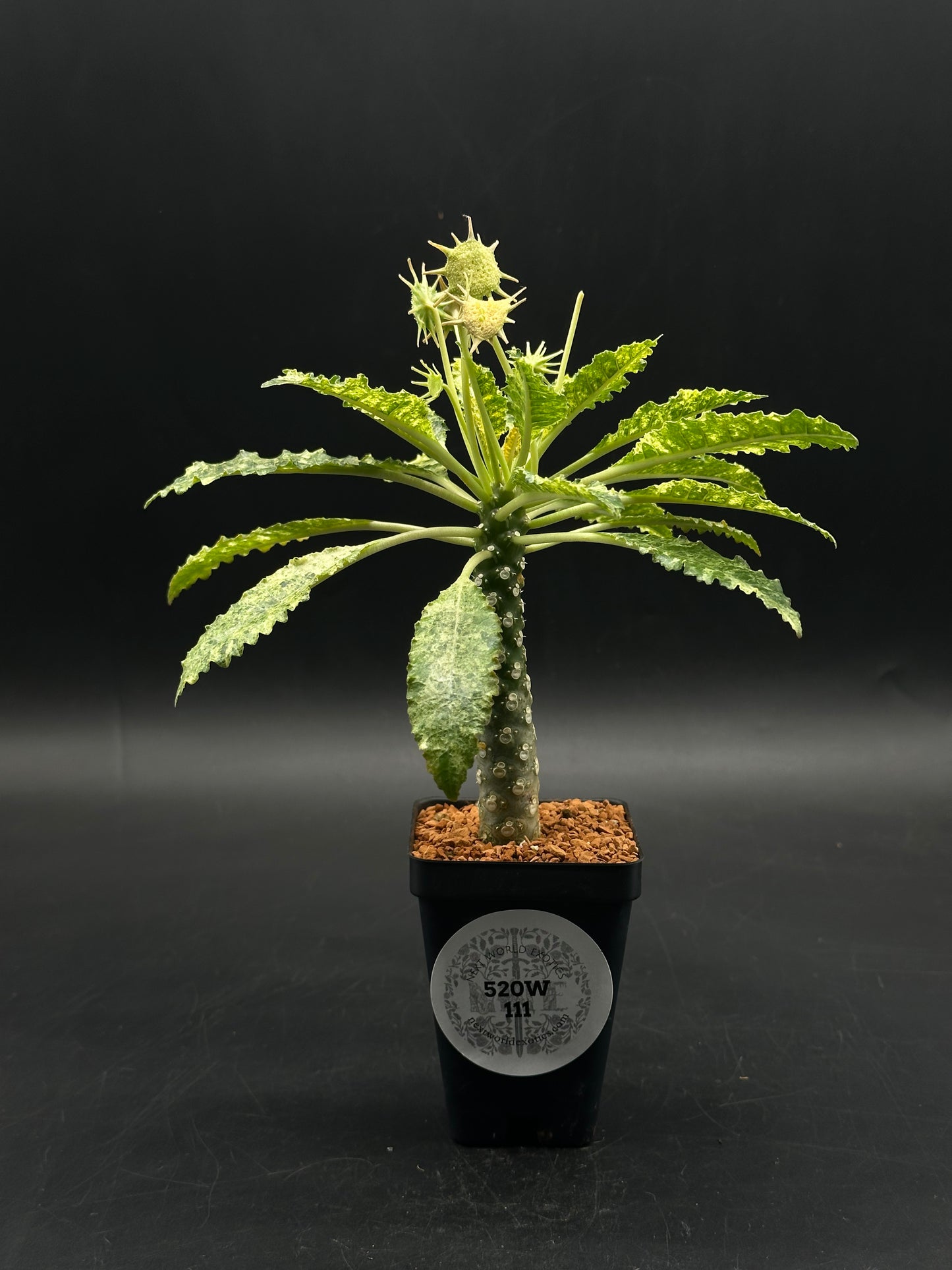 Dorstenia Horwoodii x Foetida Variegated (520W111)