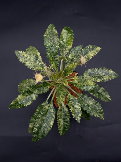 Dorstenia Horwoodii x Foetida Variegated (520W111)