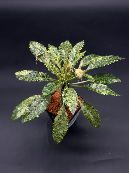Dorstenia Horwoodii x Foetida Variegated (520W111)