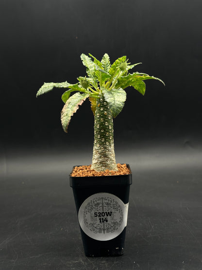 Dorstenia Horwoodii x Foetida Variegated (520W114)