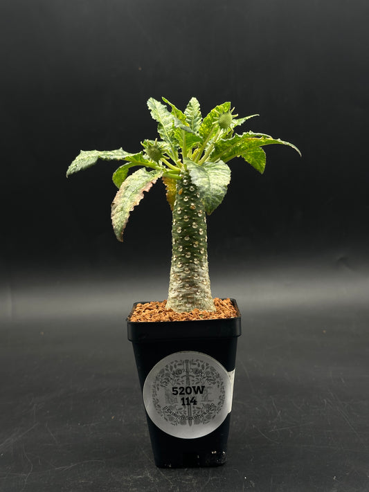 Dorstenia Horwoodii x Foetida Variegated (520W114)