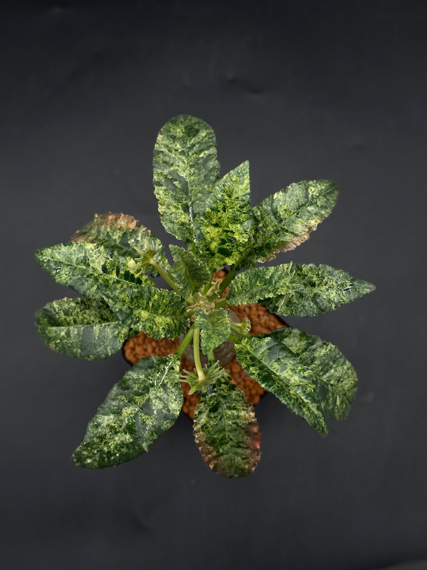 Dorstenia Horwoodii x Foetida Variegated (520W114)