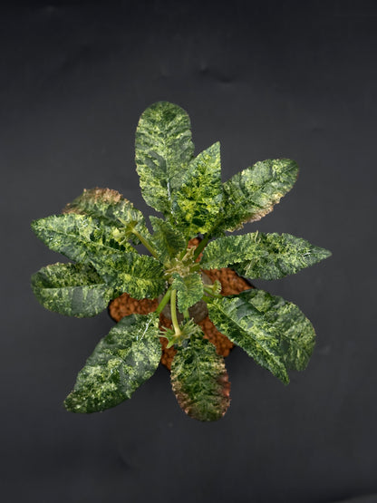 Dorstenia Horwoodii x Foetida Variegated (520W114)
