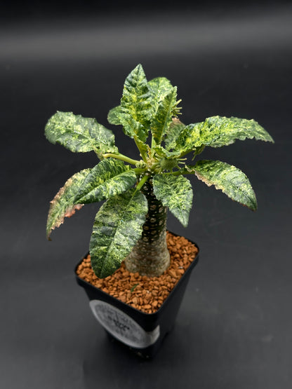 Dorstenia Horwoodii x Foetida Variegated (520W114)