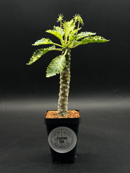 Dorstenia Horwoodii x Foetida Variegated (520W115)