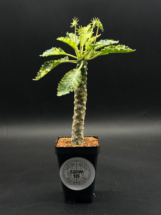 Dorstenia Horwoodii x Foetida Variegated (520W115)