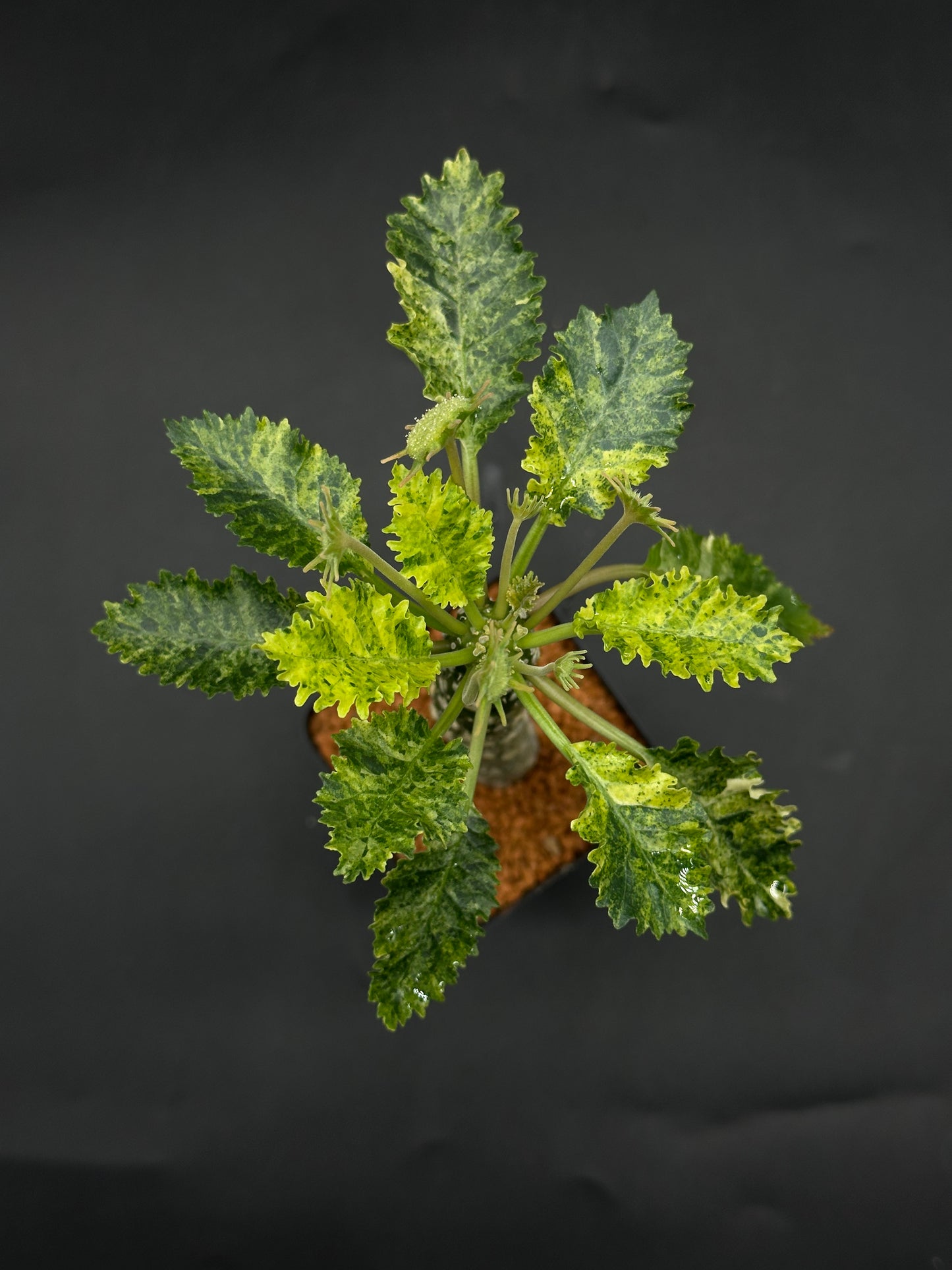 Dorstenia Horwoodii x Foetida Variegated (520W115)