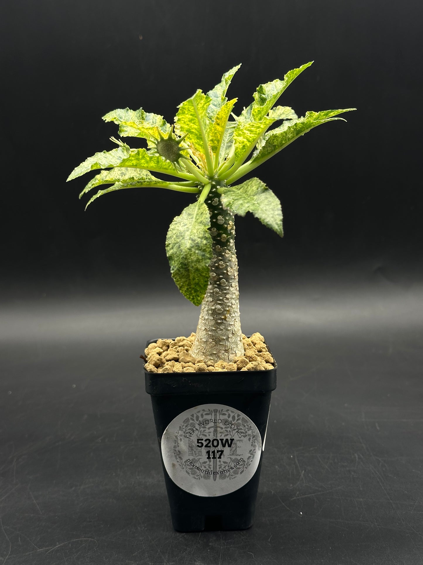 Dorstenia Horwoodii x Foetida Variegated (520W117)