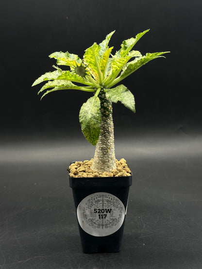 Dorstenia Horwoodii x Foetida Variegated (520W117)