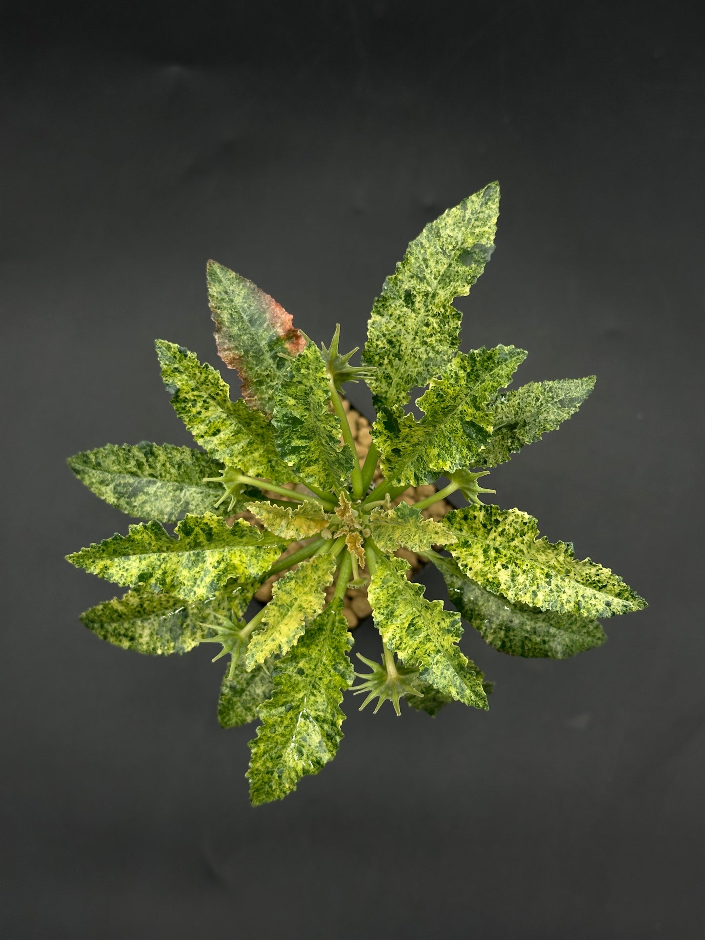 Dorstenia Horwoodii x Foetida Variegated (520W117)