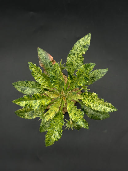 Dorstenia Horwoodii x Foetida Variegated (520W117)