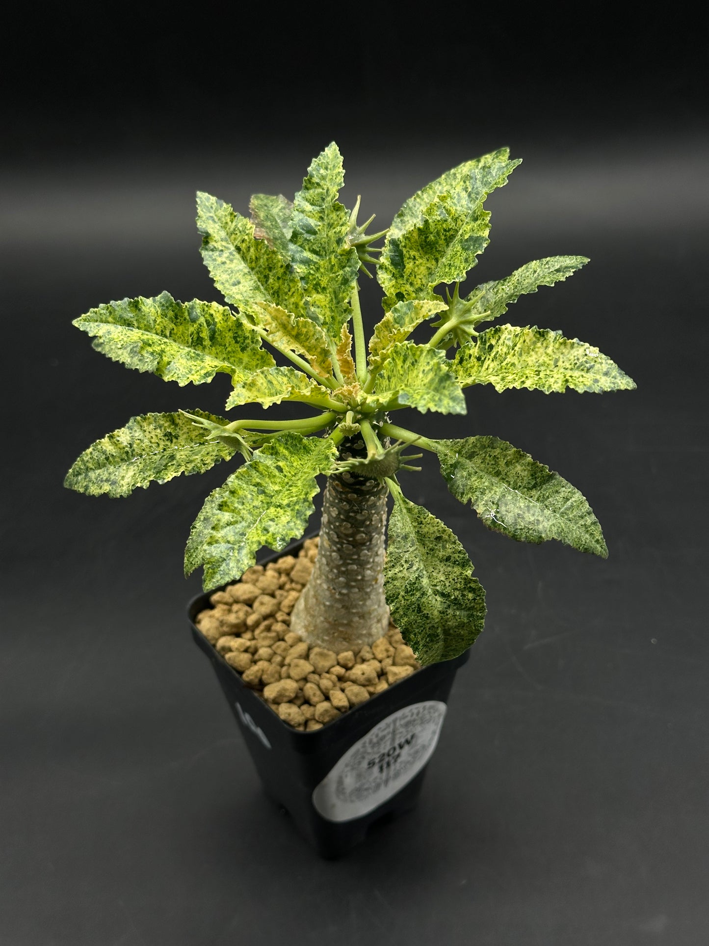 Dorstenia Horwoodii x Foetida Variegated (520W117)