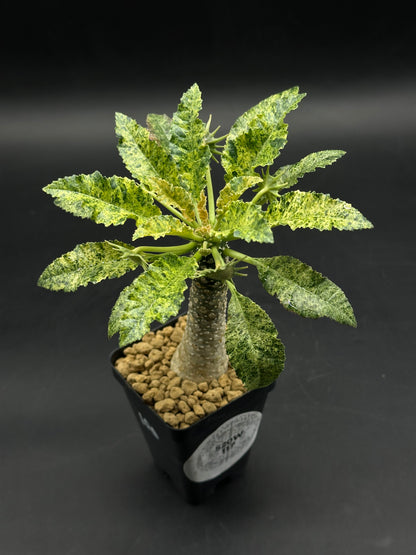 Dorstenia Horwoodii x Foetida Variegated (520W117)
