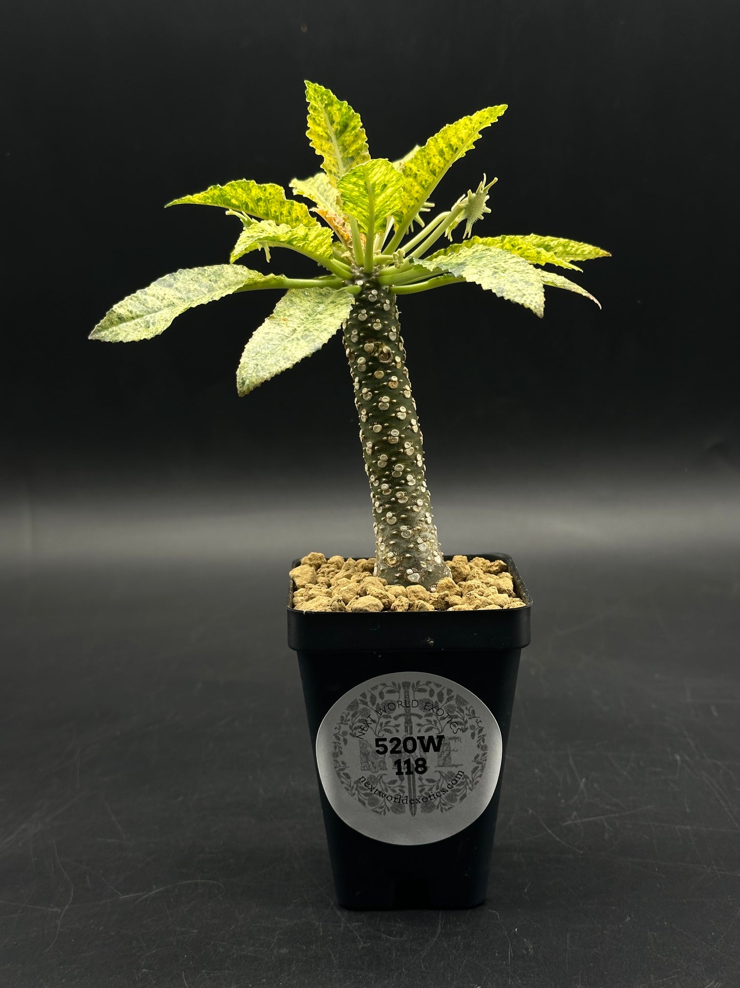Dorstenia Horwoodii x Foetida Variegated (520W118)