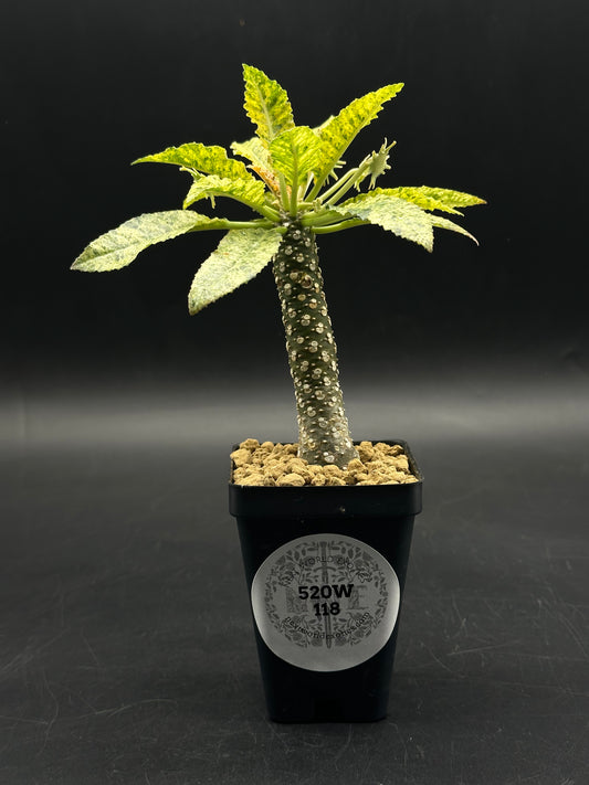 Dorstenia Horwoodii x Foetida Variegated (520W118)
