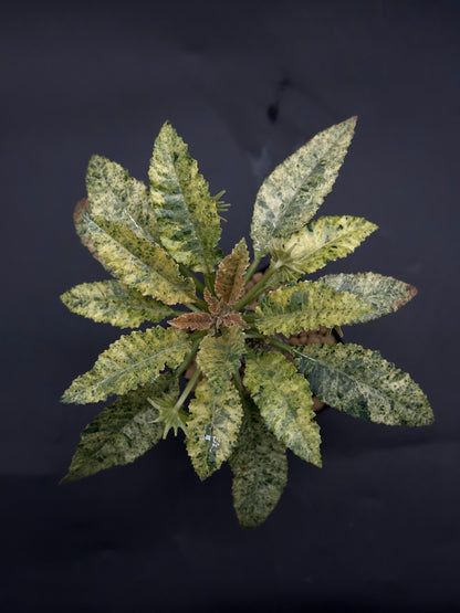 Dorstenia Horwoodii x Foetida Variegated (520W118)