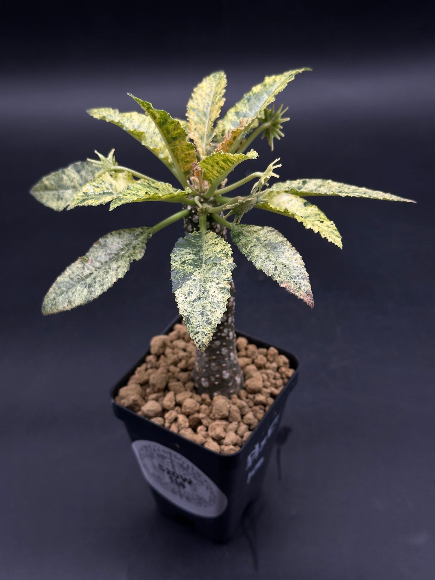 Dorstenia Horwoodii x Foetida Variegated (520W118)