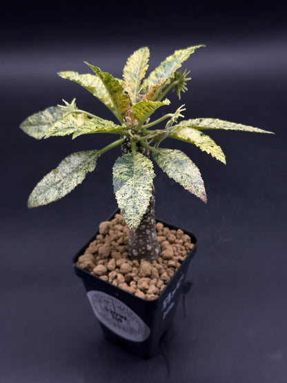 Dorstenia Horwoodii x Foetida Variegated (520W118)