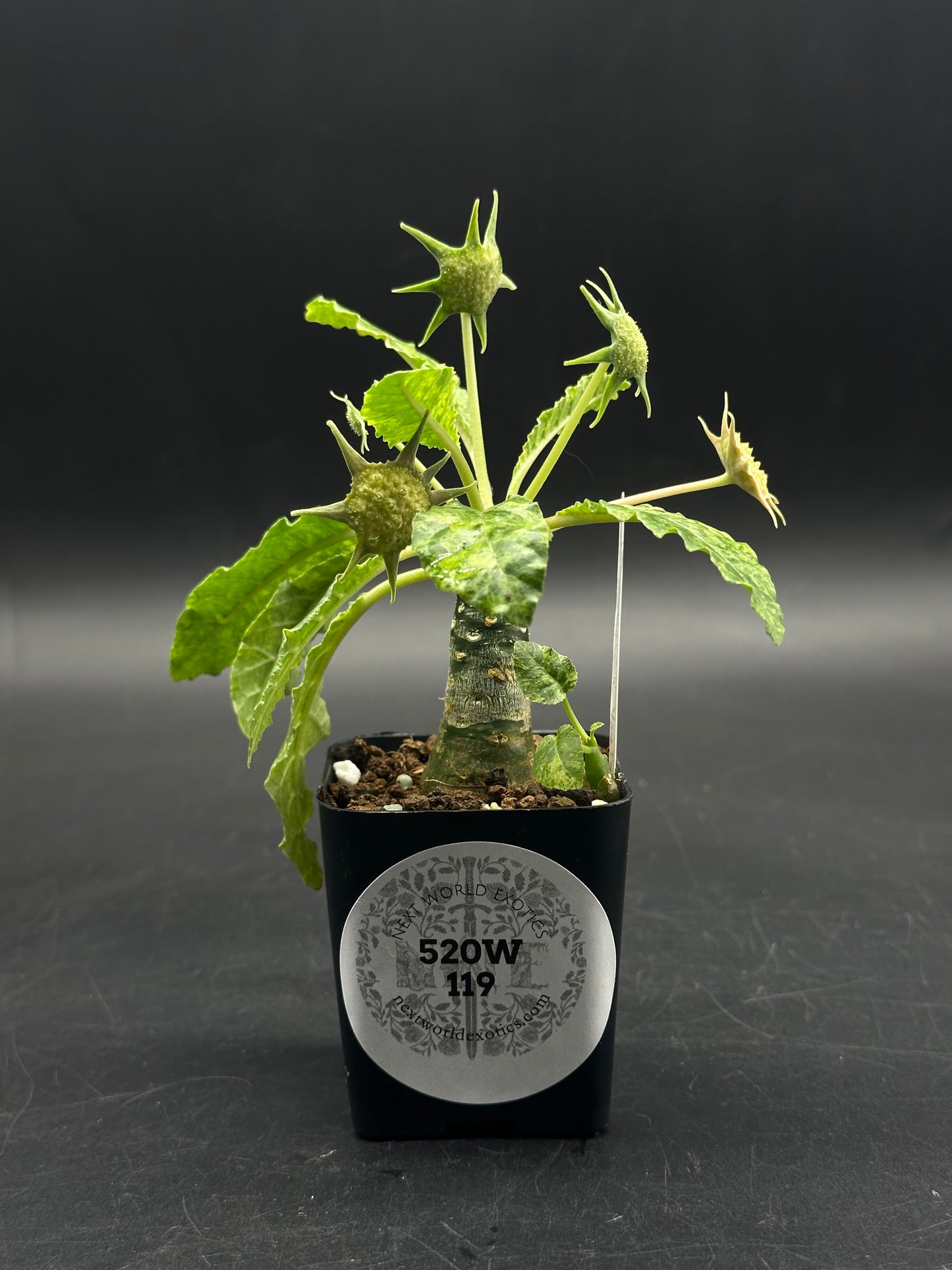 Dorstenia Horwoodii x Foetida Variegated (520W119)