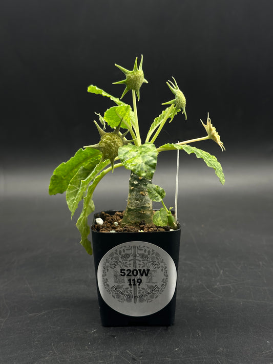 Dorstenia Horwoodii x Foetida Variegated (520W119)
