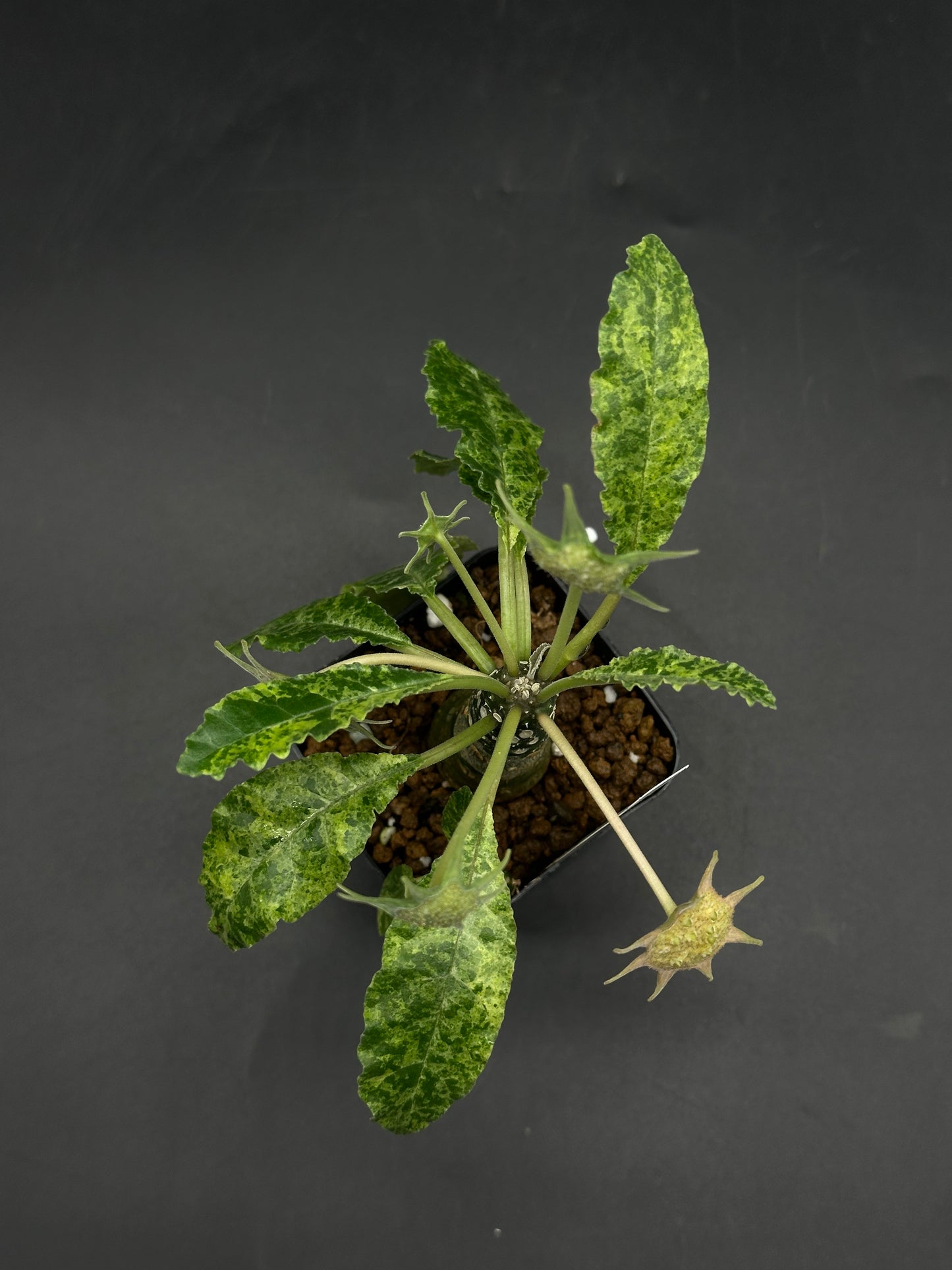Dorstenia Horwoodii x Foetida Variegated (520W119)