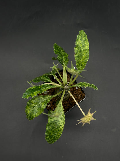 Dorstenia Horwoodii x Foetida Variegated (520W119)