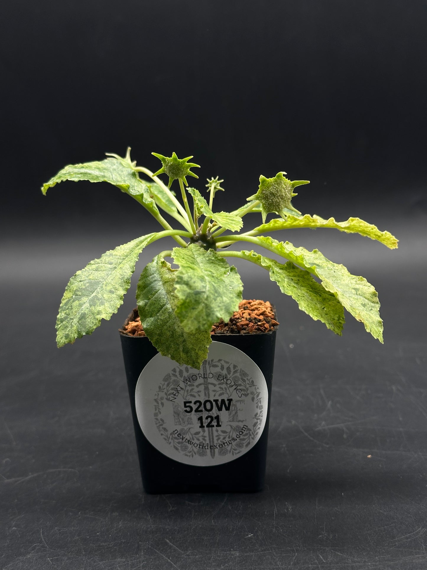 Dorstenia Horwoodii x Foetida Variegated (520W121)