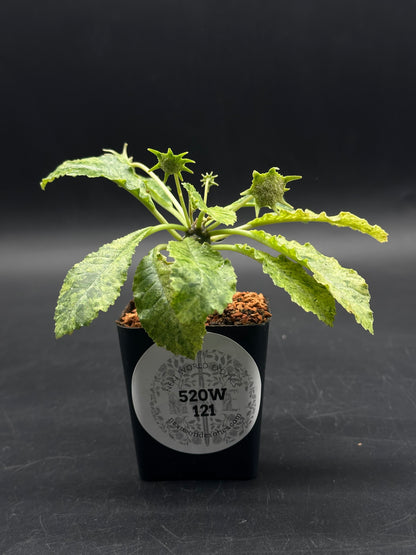 Dorstenia Horwoodii x Foetida Variegated (520W121)