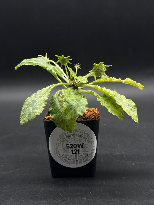 Dorstenia Horwoodii x Foetida Variegated (520W121)