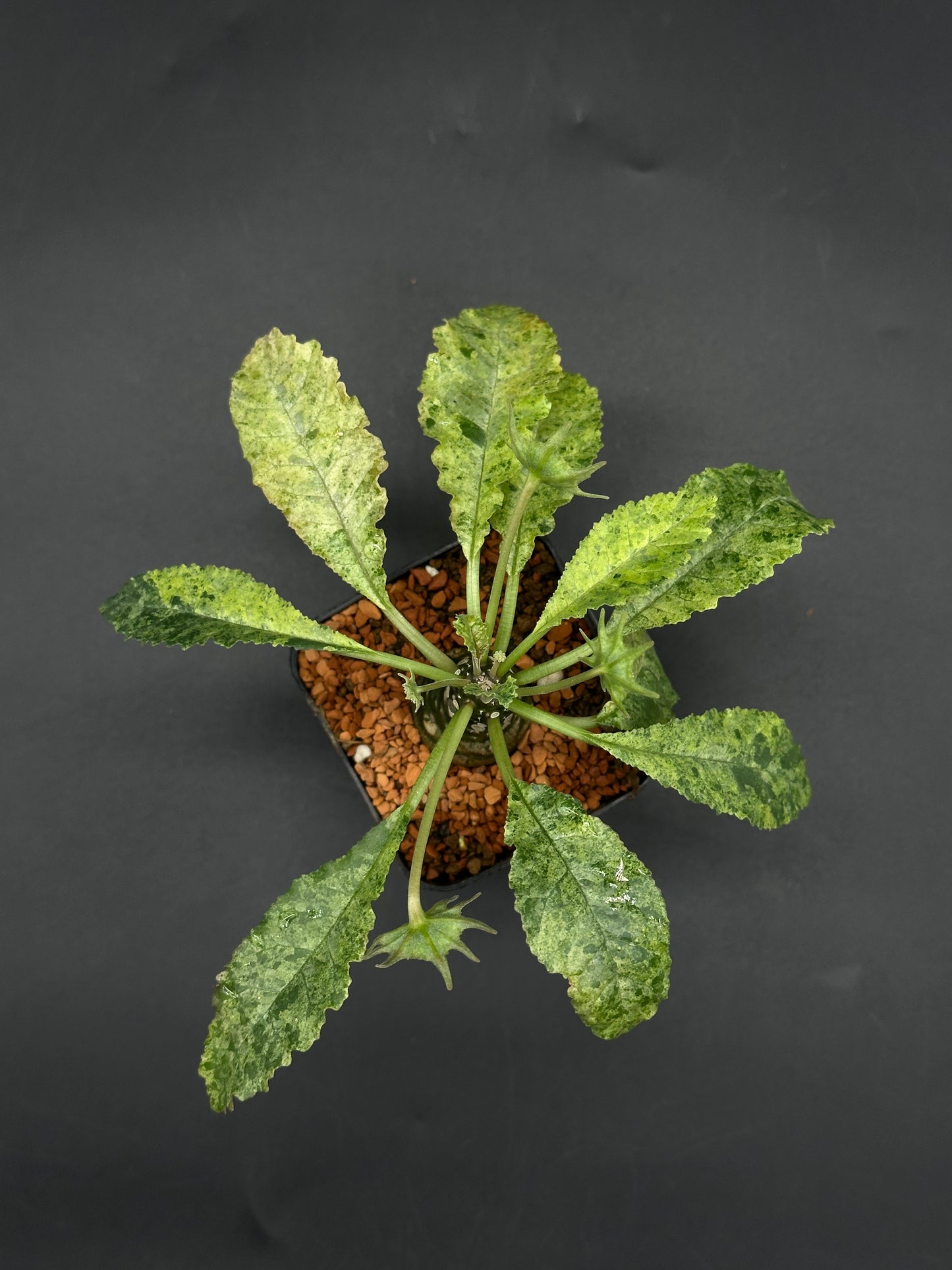 Dorstenia Horwoodii x Foetida Variegated (520W121)