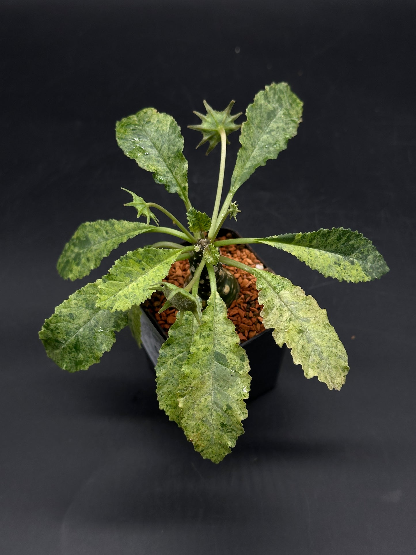Dorstenia Horwoodii x Foetida Variegated (520W121)
