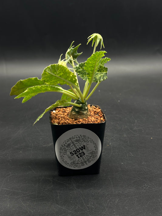 Dorstenia Horwoodii x Foetida Variegated (520W123)